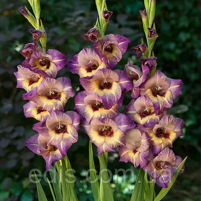 Гладіолус Qui Vive (Куі Вів) 3 цибулини