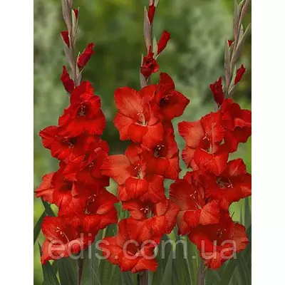 Гладіолус Wing Sensation 3 шт./уп., великоквітковий