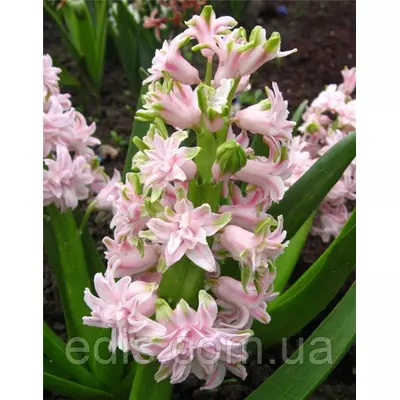 Гіацинт махровий Chestnut Flower 1 цибулина (калібр 16/17 - великий)