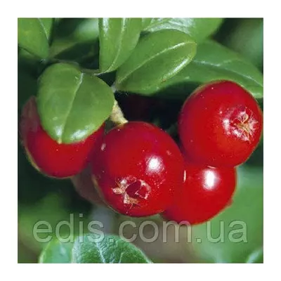 Журавлина Пілігрим