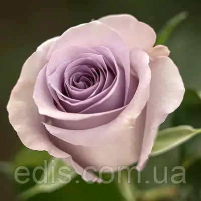 Роза Оушен Сонг (Ocean Song) чайно-гібридна