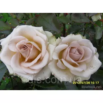 Троянда Амнезія (Amnesia) чайно-гібридна