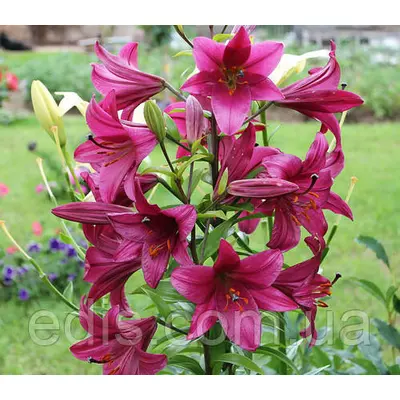Лілія ОТ-гібрид гігант Purple Prince (Пепл Прінс) 1 цибулина 12/14