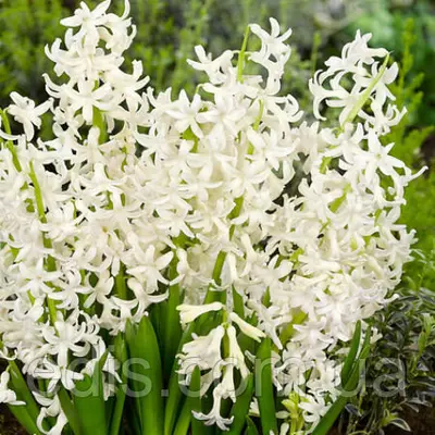 Гіацинт багатоквітковий White Festival 1 цибулина (калібр 16/17 - великий)