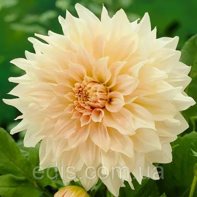 Жоржина гігантська Cafe Au Lait (Кафі О Лайт), бульби багаторічних квітів