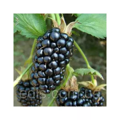 Ожина Бжезіні ( Brzezina ) рання