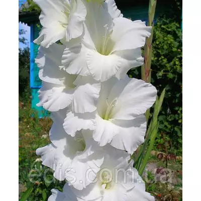 Гладіолус Bangladesh (Бангладеш) 8/10 3 шт./уп., великоквітковий