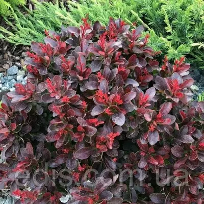 Барбарис Тунберга Atropurpurea Nana у контейнері