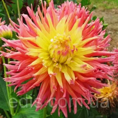 Жоржина кактусова Fringed Star