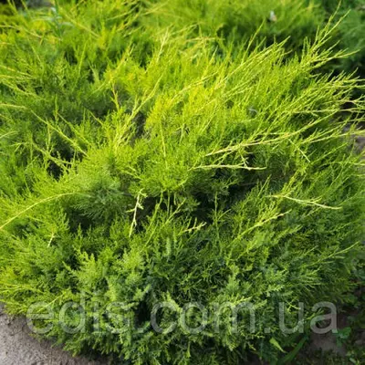 Ялівець Kuriwao Gold (Курівао Голд) у контейнері