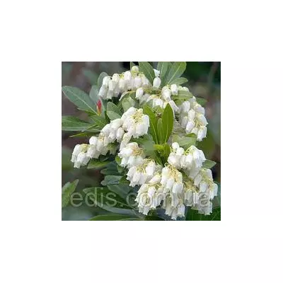 Піеріс White Cascade у контейнері