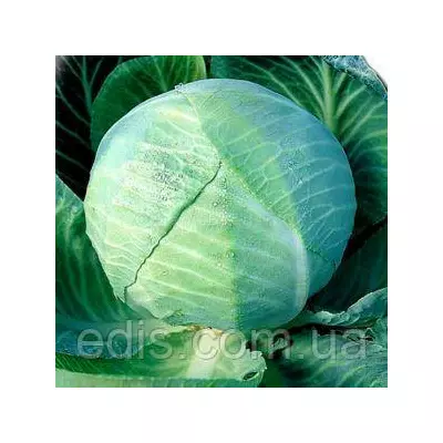 Капуста білоголова Кам'яна голова 50 г, насіння Яскрава