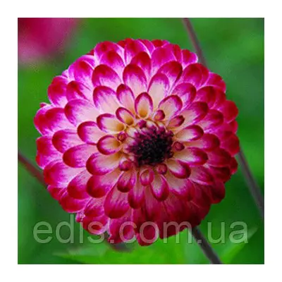 Жоржина Помпонная Little Robert