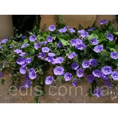 Нірембергія Звисаюча Блакитна 0,05 г, насіння Яскрава