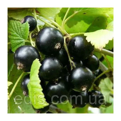 Смородина чорна Софіївська (середньостигла)