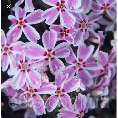 Флокс шилоподібний Кімоно рожевий з білою облямівкою