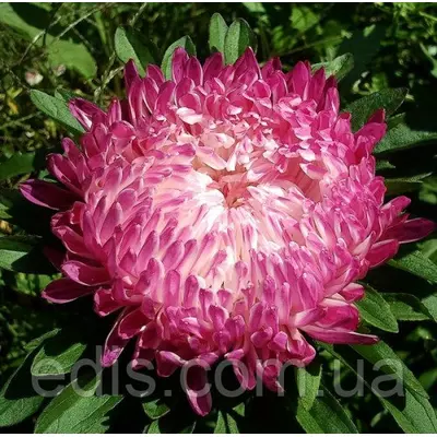 Айстра півонієподібна Сива Дама (червона) 0.3 г насіння Яскрава