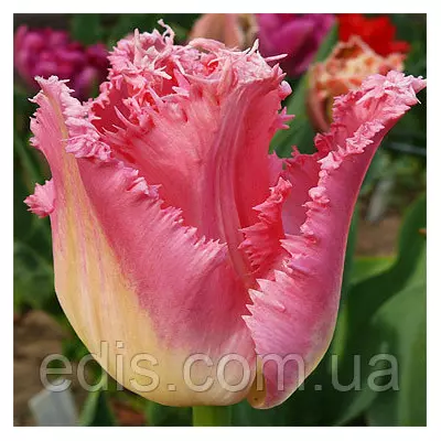 Тюльпан Dallas (Даллас) оторочений 3 цибулини