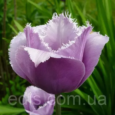 Тюльпан Blue Heron (Блу Херон) оторочений 3 цибулини