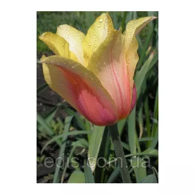 Тюльпан гігантський Blushing Beauty (Блашин Б'юті) 3 цибулинки