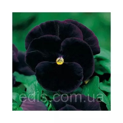 Віола Чорний король 0,1 г, насіння Яскрава