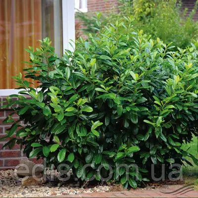 Лавровишня лікарська Caucasica (Каукасіка) у контейнері 2 л