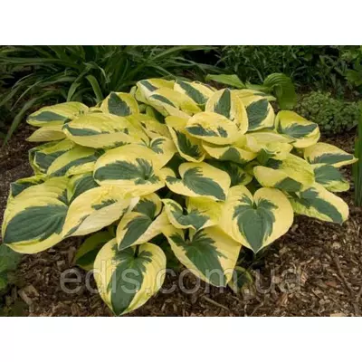 Хоста Brim Cup (Брім Кап) кореневище