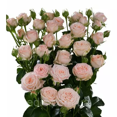 Троянда Спрей Кремова