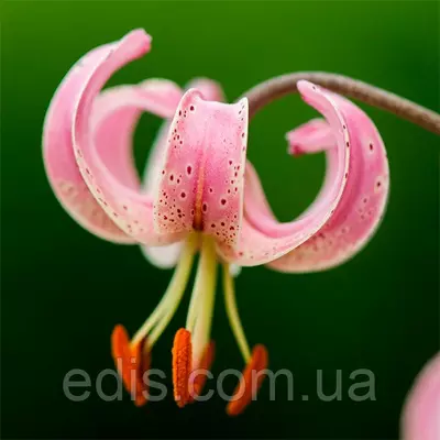 Лілія Мартагон P 333 (JW27) 1 цибулина 14/16