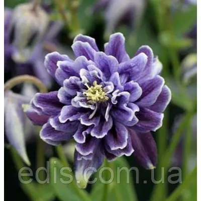 Аквілегія махрова Christa Barlow (Кріста Барлоу) кореневище