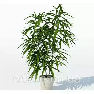 Фікус Біннендійка Алі Кімнатна рослина h=20 див. Ø=P9