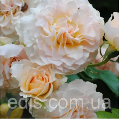 Троянда Екскалібур (Excalibur) англійська флорібунда