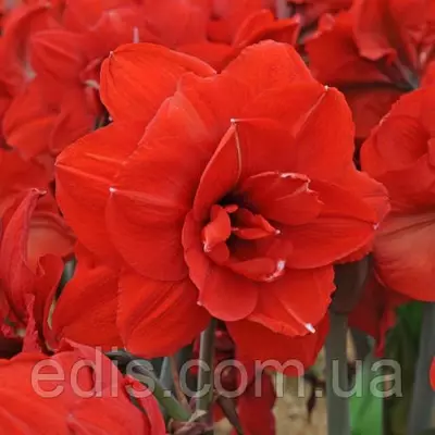 Гіппеаструм махровий Double King 22/24