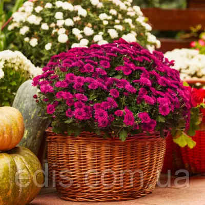 Хризантема Arluno (Арлуно) фіолетова контейнер 0,5 л