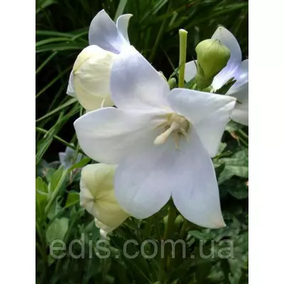 Платикодон Albus (широкодзвоник високий) корневище АА