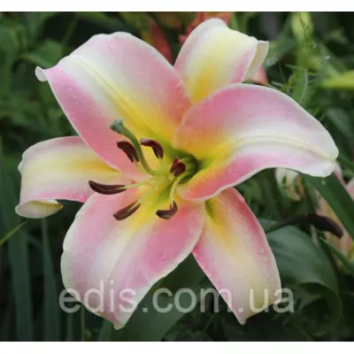 Лілія ОТ гібрид Urandi (Уранді) 1 цибулина 12/14