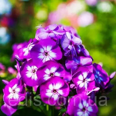 Флокс Uspech кореневище