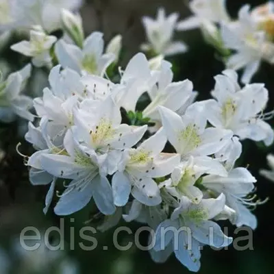 Рододендрон Adonis у контейнері