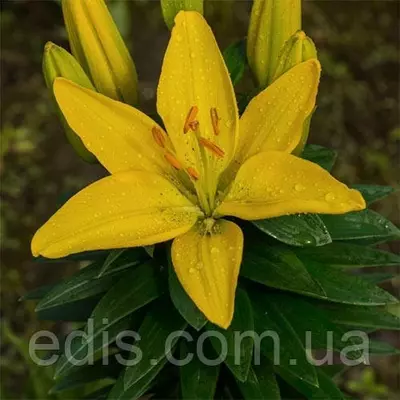 Лілія низькоросла Rio de Janeiro 1 цибулина 14/16