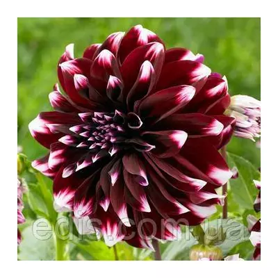 Жоржина високоросла декоративна Contraste