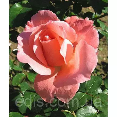 Троянда Ленні (Lenny) чайно-гібридна