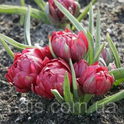 Тюльпан ботанічний Samantha (Саманта) 3 цибулинки