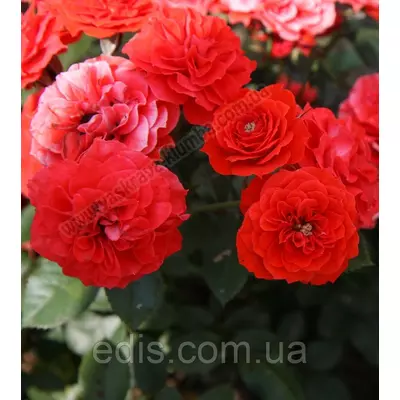 Троянда в'юнка Захід (Sunset)