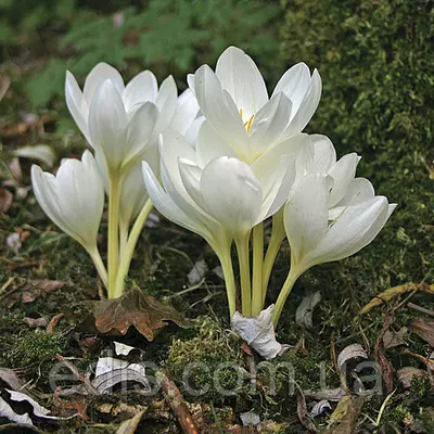 Колхикум (пізньоцвіт) Album 1 цибулина