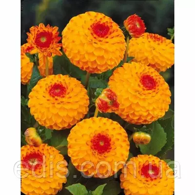 Жоржина Помпонная Glow