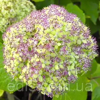 Гортензія Lime Rickey (Лайм Рікі) деревоподібна у контейнері 2 л