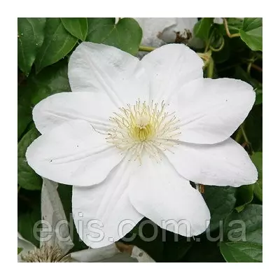 Клематис Marie Boisselot