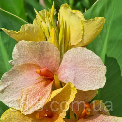 Канна низькоросла Chou Chou (Чоу Чоу)