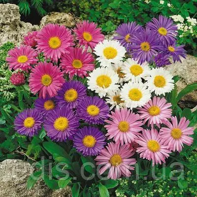 Айстра Альпійська суміш 0,2 г насіння Яскрава