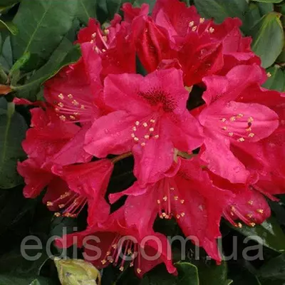 Рододендрон Nova Zembla у контейнері